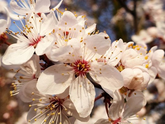 Blossoms are out. So was Mr A!