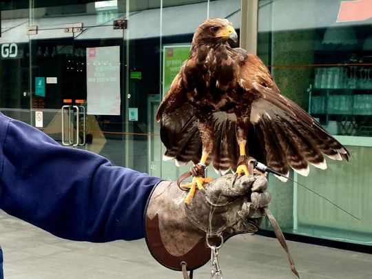 Raptor in Brunswick Centre today. Pigeon Pie anyone?