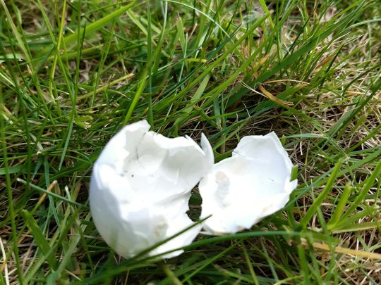 Eggcellent litter pick