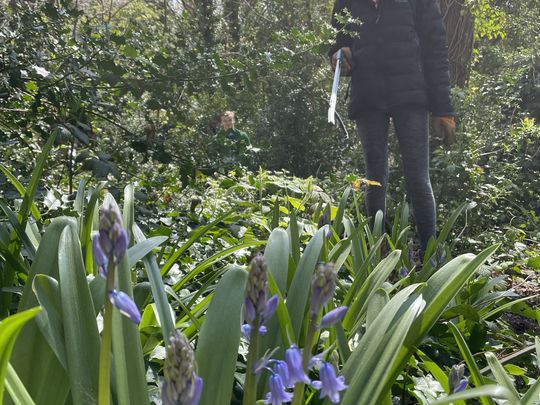 Picking but not bluebells!