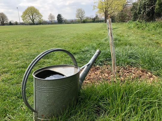 Thirsty Oak trees got a good soak 