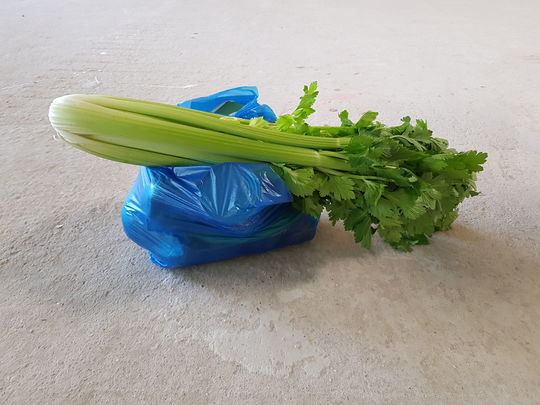 Leafy fields of celery