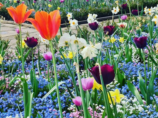 Bloomsbury is so quiet at the moment, but there is a riot of colour.