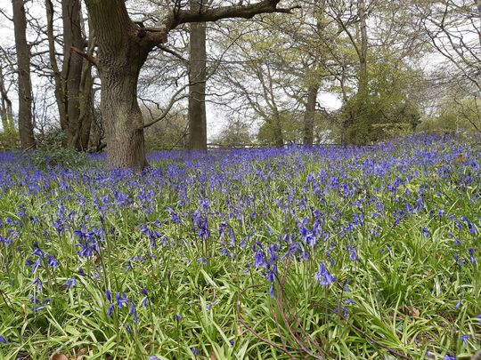 Blimey what a lot of bluebells