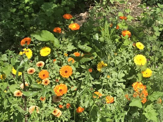 Wildcat plant sale in the sunshine 