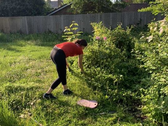 Take 2 of getting roses free of bindweed