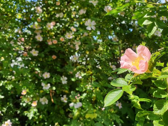 Rambling rose