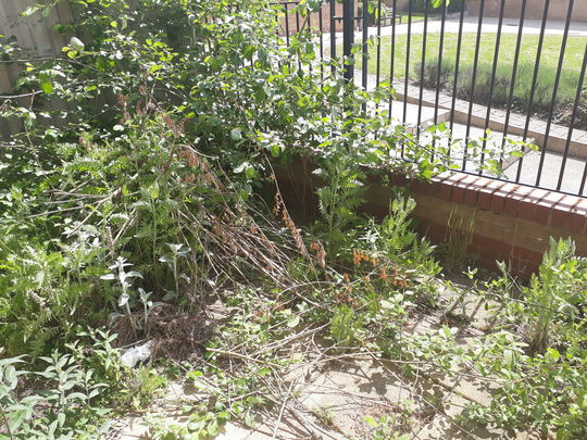 Weeds Whacked