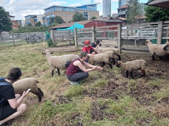 Sheep shenanigans 🐏 - we're baaaaadddd