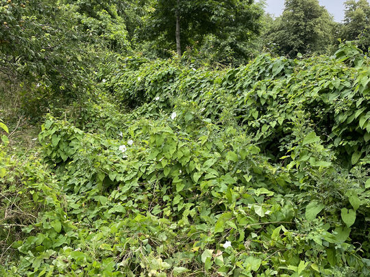 It's in the bag (the bindweed that is)