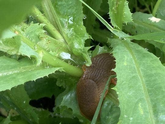 Slugs and Snails and Ant Bite Tails