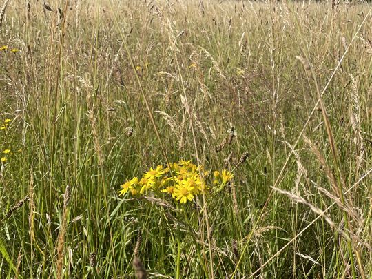 No Strawberries in this field