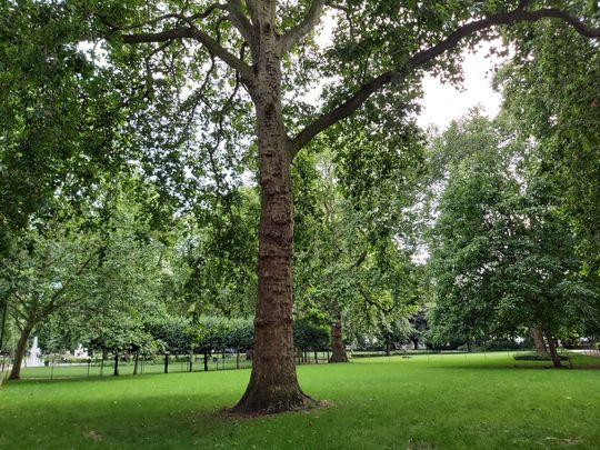 Rustling up dinner in Russell Square 