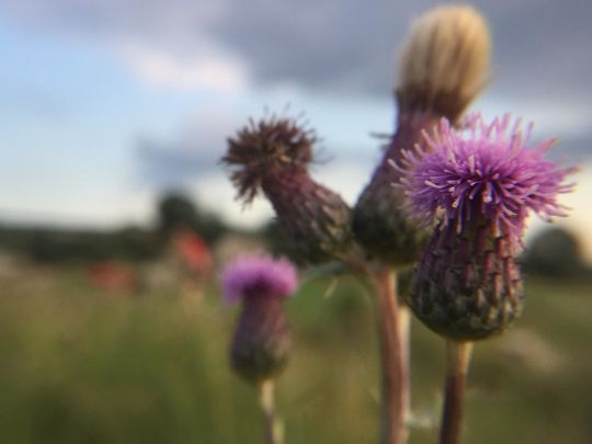 Thistle Show 'Em!