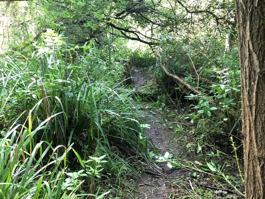 Path maintenance Rivermead to Sandford 