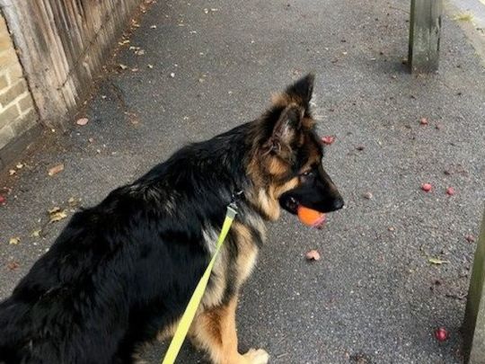 Walkies with Levi