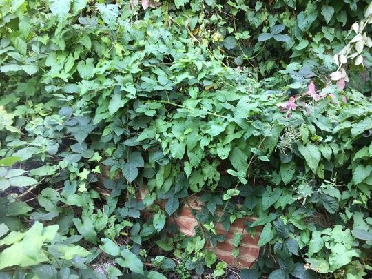 Battling bindweed and brambles