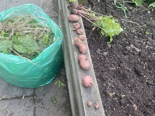 Can’t beet harvesting some fruit and veg