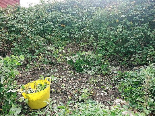 Up a bindweed alley