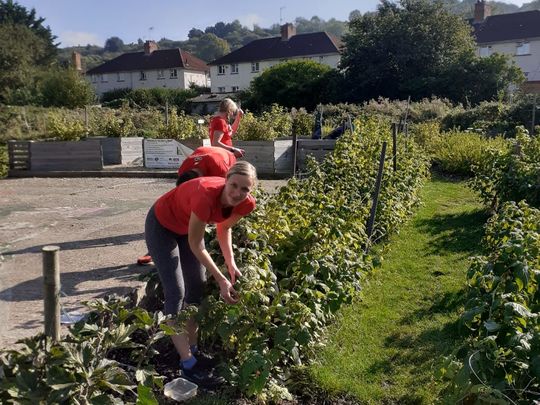 Weeding in the Sun