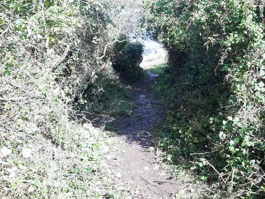 We saw-ght shelter in the shrubs