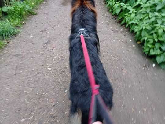 Walkies with Levi 🐕