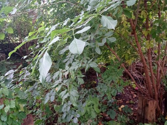 Weeds, beans and leaves