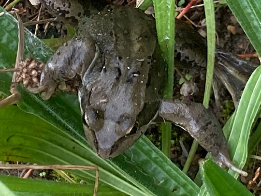 Frogs and Snails and Parsnip Tales