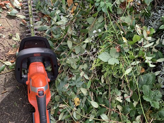 Sunny day, overgrown hedges away