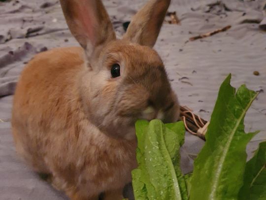 Lettuce help maintain your allotment 