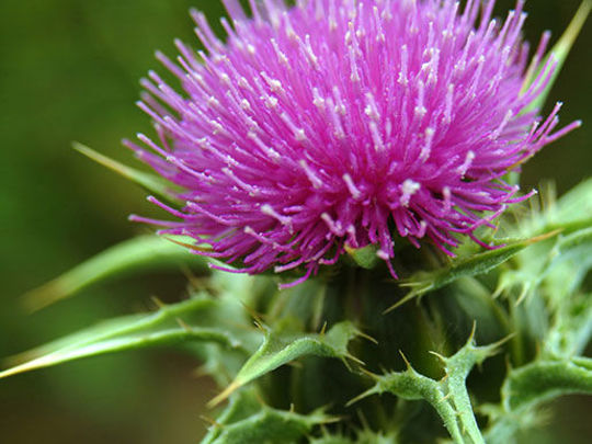 Thistle Have To Do For Now