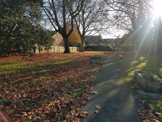 An unbe-leaf-ably sunny day at New Street Nature Park