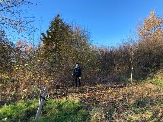 Clearing brambles at the Wildcat Wilderness. 