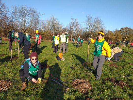 Tree planting 