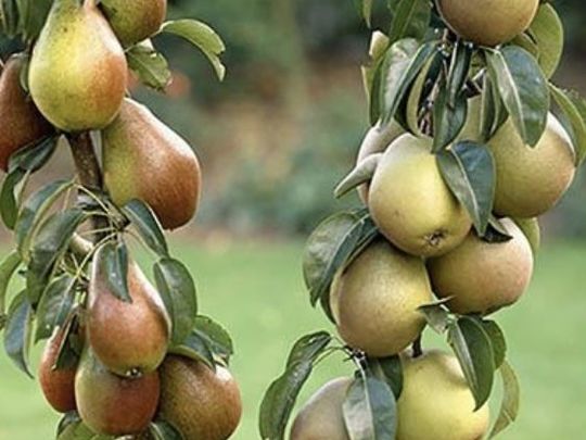 Preparing for Pears