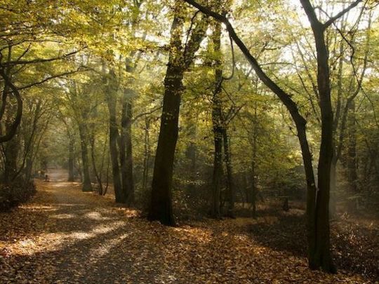 Help the Ranger at HighGate Woods