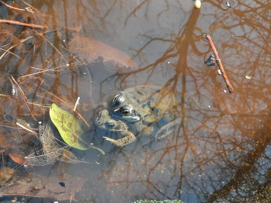 Wild weeding and Amorous Amphibians 