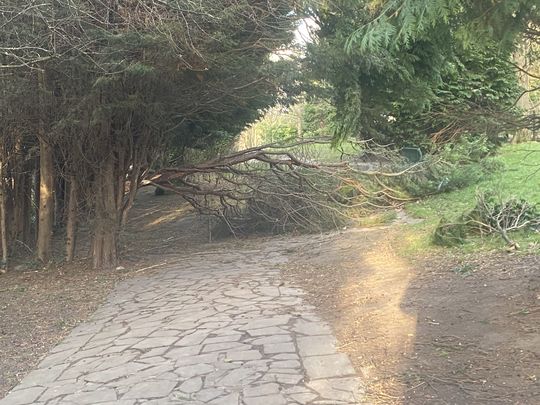 Clearing trees from footpaths