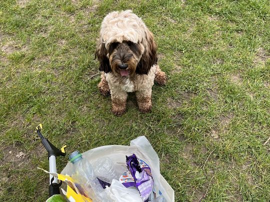 Litter picking with cleo 