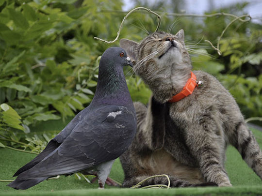 GGB sets the Cats amongst the pigeons in morning Yoga!