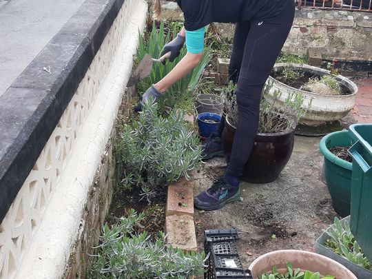 Sunday mass-acre of weeds