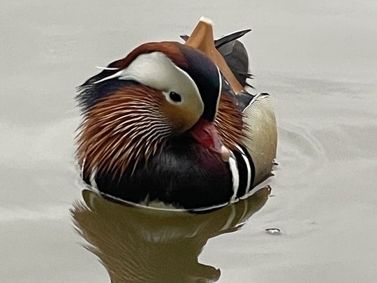 Raining dogs and ducks but no cats!