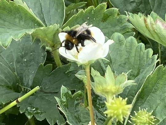 Nipple Wort Assault