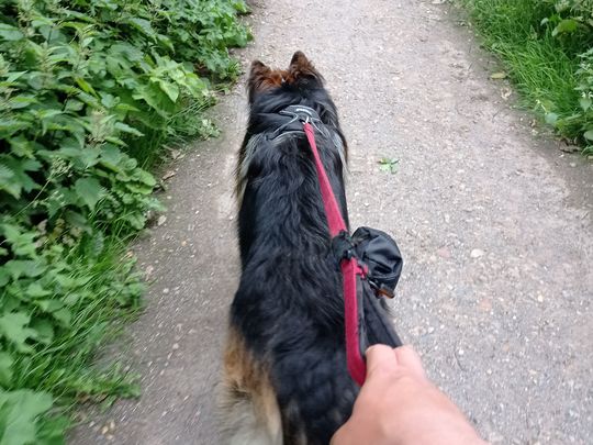 Walkies with Levi 🐕