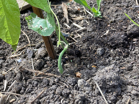 We’ve “bean” to the allotment