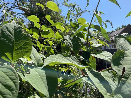 Buddleia Bashing in the Sun