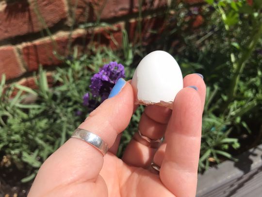 A Bird (Shell) in the Hand is Worth a High Five with a Squirrel