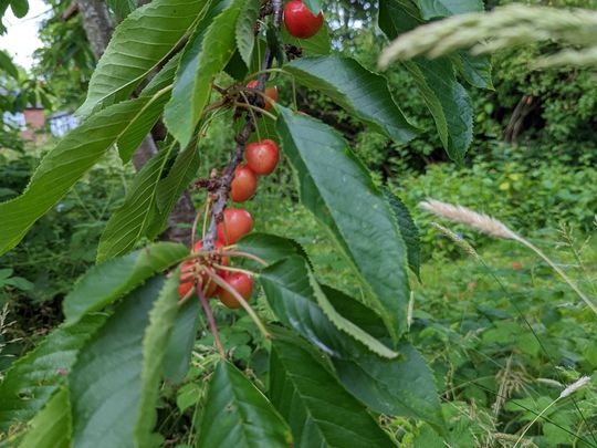 A CHERRY wonderful Wednesday 