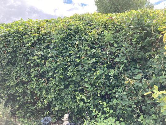 Hedge Shearin’