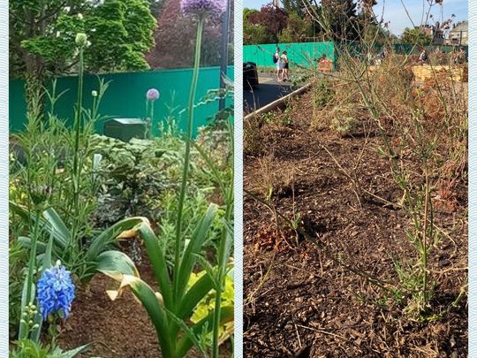 GoodGym Kingston to the plant rescue 